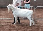 Witte stamboek bok, Dieren en Toebehoren, Schapen, Geiten en Varkens, Mannelijk, Geit