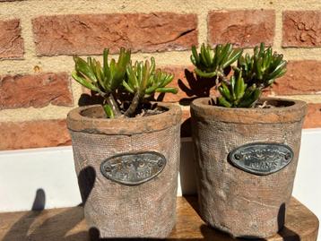 Vetplanten,Crassula Hobbit,Haworthia,s,Kalanchoe etc. beschikbaar voor biedingen