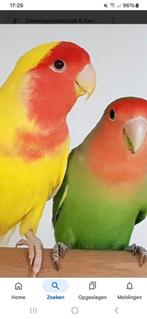 Gezocht 2 broed rijpe mannen agapornis rosecolli, Dieren en Toebehoren, Mannelijk, Dwergpapegaai of Agapornis