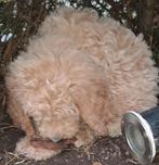Australian labradoodle pup. Grote medium, CDV (hondenziekte), 8 tot 15 weken, Meerdere, Meerdere dieren
