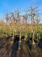 **ACTIE** Laagstam oude Malus elstar fruitbomen appelbomen, Lente, In pot, Ophalen of Verzenden, Appelboom