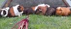 5 cavia zeugjes., Februari, Vrouwelijk, Cavia
