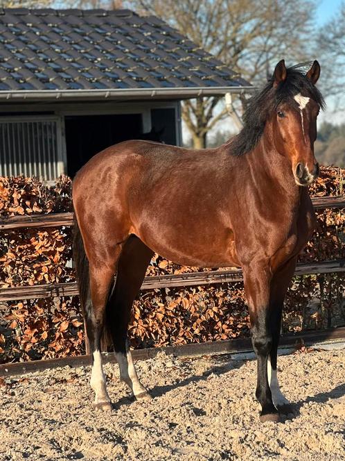 3 jarige hengst v. My blue hors Santiano sterkte moederlijn, Dieren en Toebehoren, Paarden, Hengst, Onbeleerd, 3 tot 6 jaar, Dressuurpaard