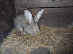 Vlaamse reus, Dieren en Toebehoren, Konijnen