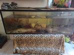 Axolotl 2 stuks, Dieren en Toebehoren, Vissen | Aquaria en Toebehoren, Ophalen, Zo goed als nieuw, Plant(en), Steen of Hout