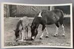 Ouwehands Dierenpark Rhenen, Shetland pony met veulen, Ophalen of Verzenden, Voor 1920, Gelopen, Utrecht