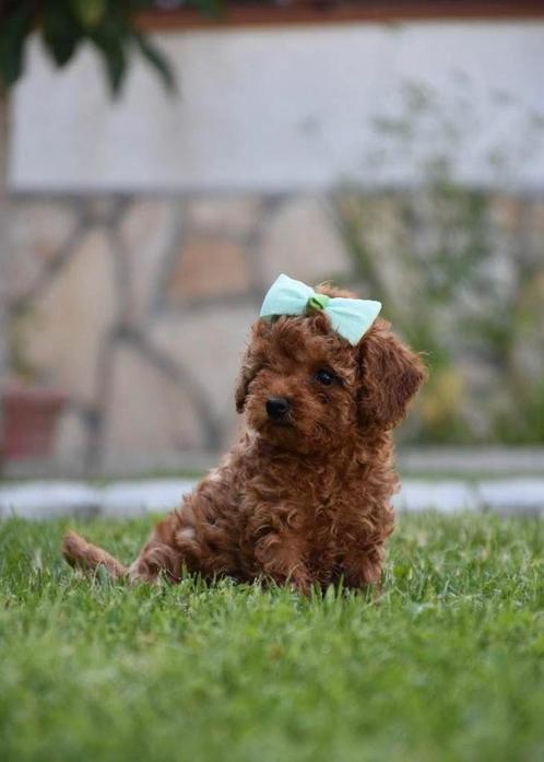 Toypoodle / Toy poodle / Toypoedel / Toy poedel / pups, Dieren en Toebehoren, Honden | Chihuahua's en Gezelschapshonden, Teef