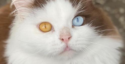 Britse Langhaar en korthaar odd eyed dekkaters met stamboom, Dieren en Toebehoren, Katten en Kittens | Dekkaters, 0 tot 2 jaar