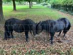 2 Shetlander pony's NSPS Stamboek - 1 met predikaat Kroon, Dieren en Toebehoren, Merrie, Niet van toepassing, 0 tot 2 jaar, A pony (tot 1.17m)