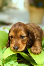 Prachtige Standaard Langhaar Teckel Pups te Koop, Dieren en Toebehoren, Honden | Teckels en Dashonden, Standaard, Rabiës (hondsdolheid)