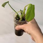 Philodendron golden violin, Ophalen of Verzenden, Halfschaduw, Minder dan 100 cm