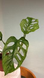 Monstera obliqua leichtlinii MINT. Pot 12, Huis en Inrichting, Kamerplanten, Ophalen of Verzenden, Overige soorten, Minder dan 100 cm