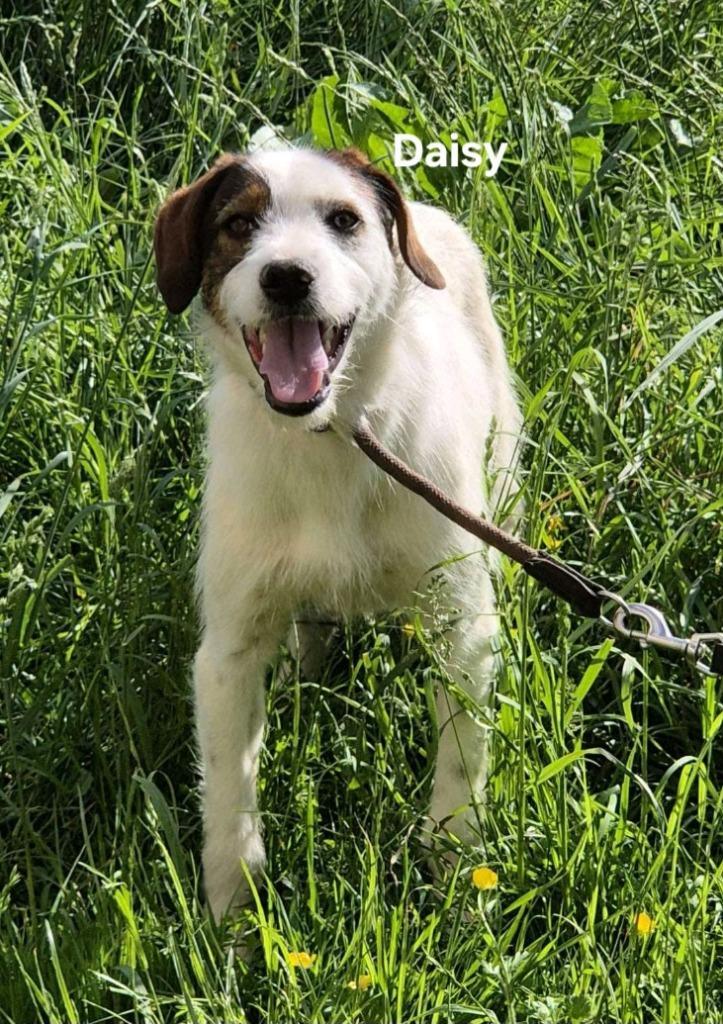 Daisy klaar voor vertrek naar Nederland, Dieren en Toebehoren, Honden | Niet-rashonden, Middel, Teef, Particulier, Eén hond, Buitenland