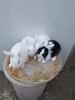 Dwergkonijntjes, Dieren en Toebehoren, Konijnen, Meerdere dieren, Dwerg