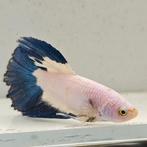 Betta splendens vrouw 07, Dieren en Toebehoren, Vissen | Aquariumvissen, Vis