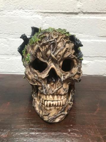 SKULL/ SCHEDEL beschikbaar voor biedingen