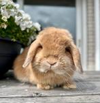 Minilop koppel, minilops, dwerghangoor konijntjes, konijn, Dieren en Toebehoren, Meerdere dieren, Dwerg