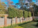 Vier grote querqus ilex leibomen, Bloeit niet, Dakboom, 250 tot 400 cm, Ophalen