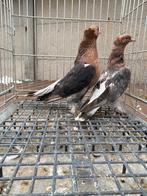 Takla koppel, Dieren en Toebehoren, Meerdere dieren