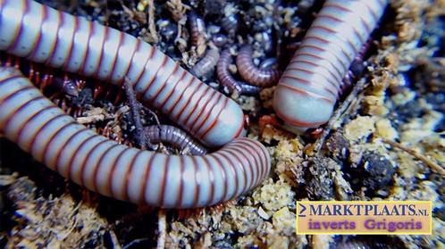 Atopochetus caudulanus miljoenpoten / millipedes, Dieren en Toebehoren, Insecten en Spinnen, Overige soorten