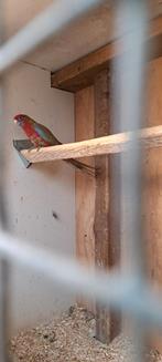 Pennant pop, Vrouwelijk, Parkiet