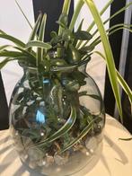 plant in glas, Huis en Inrichting, Kamerplanten, Ophalen, Overige soorten, Halfschaduw, Minder dan 100 cm