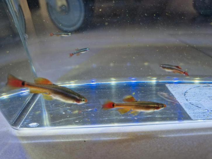 Longfin chinese danio/whitecloud mountain minnows, Dieren en Toebehoren, Vissen | Vijvervissen, Overige soorten