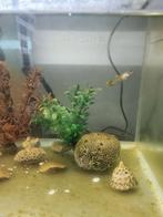 Aquarium met 1 vis, Dieren en Toebehoren, Vissen | Aquaria en Toebehoren, Ophalen, Gebruikt, Leeg aquarium