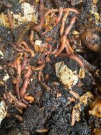 Compost/tijgerwormen, Tuin en Terras, Aarde en Mest, Ophalen of Verzenden, Compost