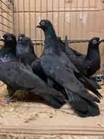 Wener Hoogvliegers, Meerdere dieren, Tuimelaar of Roller