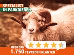 Ouessant schapen | Dekram te leen | Diverse kleuren, Mannelijk, Schaap, 0 tot 2 jaar