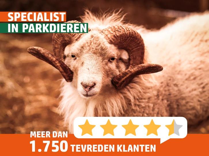 Ouessant schapen | Dekram te leen | Diverse kleuren, Dieren en Toebehoren, Schapen, Geiten en Varkens, Schaap, Mannelijk, 0 tot 2 jaar
