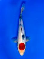 VHQ Jumbo Tosai Tancho Sanke 35-40cm Japanse koi, Karper of Koi