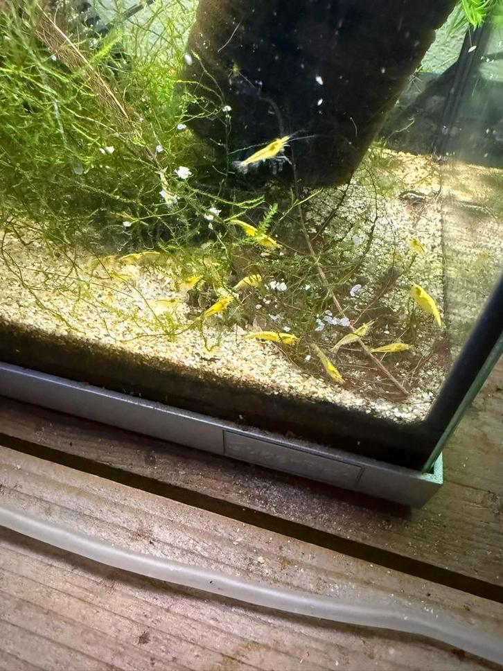 Gele garnalen - yellow backline neocaridina, Dieren en Toebehoren, Vissen | Aquaria en Toebehoren, Zo goed als nieuw, Plant(en), Steen of Hout
