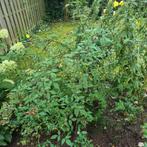 Stekjes voor in je tuin in overleg, Tuin en Terras, Planten | Struiken en Hagen, Ophalen of Verzenden