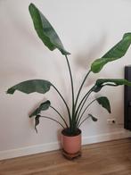 Strelitzia inclusief pot intratuin, Huis en Inrichting, Kamerplanten, 100 tot 150 cm, Overige soorten, Ophalen of Verzenden, In pot