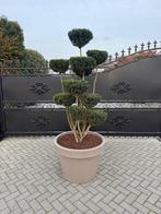 Taxus media hicksii ponpom tuinbonsai, Volle zon, Vaste plant, Bloeit niet, Ophalen