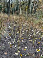 Augurken struik, Ophalen of Verzenden, Overige soorten, Volle zon
