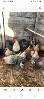 4 Friese hoen Zilverpel hennetjes, Dieren en Toebehoren, Pluimvee, Vrouwelijk, Kip