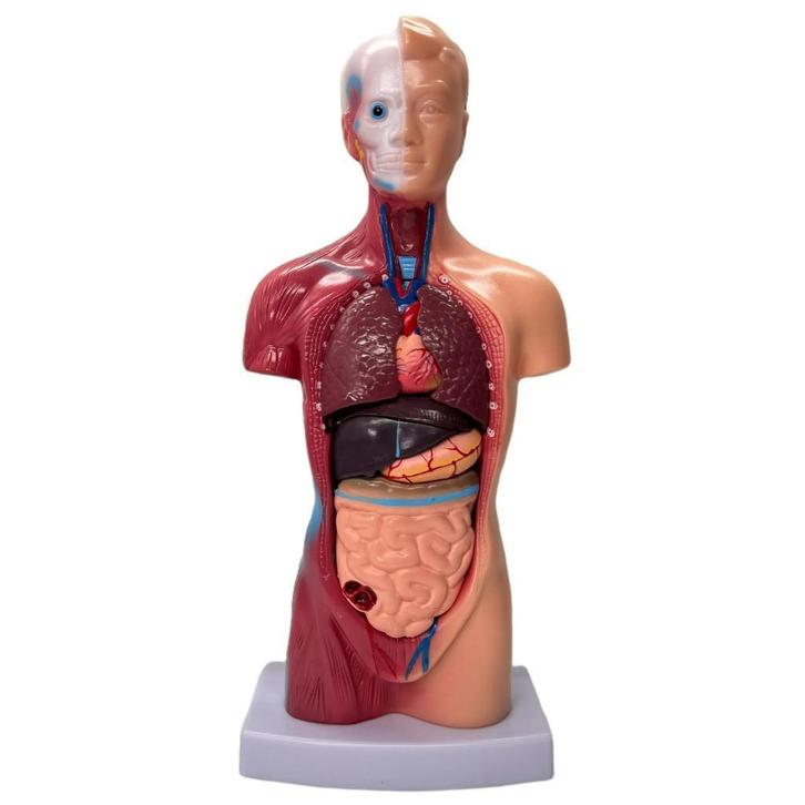 Menselijk Torso Model 28 cm - Anatomie Afneembare Organen Sk, Diversen, Schoolbenodigdheden, Ophalen of Verzenden