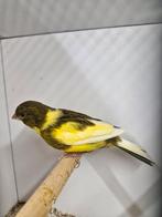 Mooi koppel gezonde kanaries, Dieren en Toebehoren, Meerdere dieren, Kleurkanarie