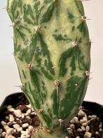 Opuntia Monacantha f monstruosa Variegata, Huis en Inrichting, Kamerplanten, Cactus, Ophalen of Verzenden, Volle zon