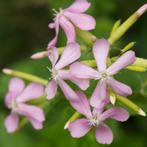 Zaden zeepkruid (Saponaria officinalis) - inheems, Verzenden, Voorjaar, Volle zon, Zaad