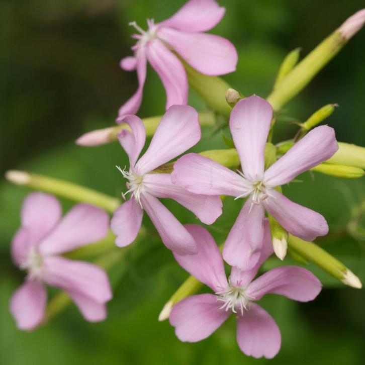 Zaden zeepkruid (Saponaria officinalis) - inheems, Tuin en Terras, Bloembollen en Zaden, Zaad, Voorjaar, Volle zon, Verzenden