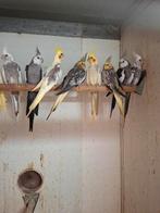 +/- 50 valkparkieten in diverse kleuren, Meerdere dieren, Parkiet