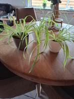 Jonge Graslelie’s luchtzuiverend, Huis en Inrichting, Kamerplanten, Ophalen, Overige soorten, Halfschaduw, Minder dan 100 cm