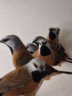 Gordelgrasvink I Wildkleur I Deskundig advies, Dieren en Toebehoren, Meerdere dieren, Overige soorten