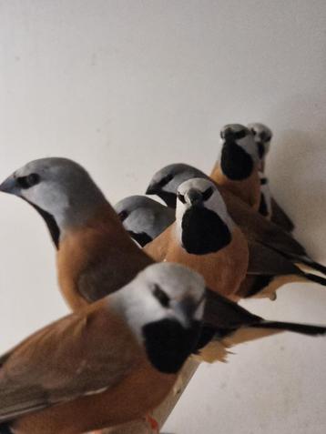 Gordelgrasvink I Wildkleur I Deskundig advies beschikbaar voor biedingen