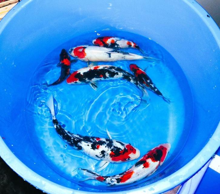 Saki Hikari en Prachtige koi  Showa en Sanke, Dieren en Toebehoren, Vissen | Vijvervissen, Karper of Koi