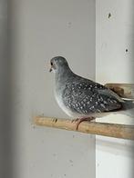 Diamantduiven, Dieren en Toebehoren, Meerdere dieren, Geringd